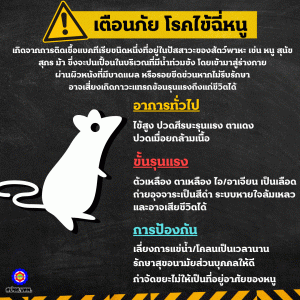 ระวังโรคฉี่หนู